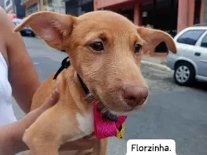 Florzinha