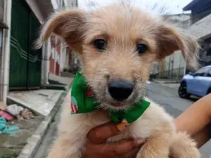 Cachorro raça SRD-ViraLata idade 2 a 6 meses nome Leozinho