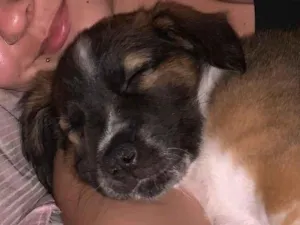 Cachorro raça SRD-ViraLata idade 2 a 6 meses nome Amora 