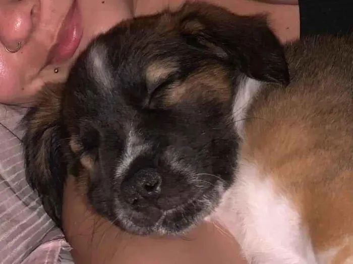 Cachorro raça SRD-ViraLata idade 2 a 6 meses nome Amora 