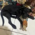 Cachorro raça SRD-ViraLata idade 2 a 6 meses nome folinha