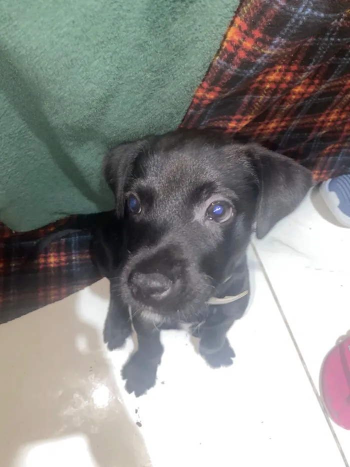 Cachorro raça SRD-ViraLata idade 2 a 6 meses nome folinha