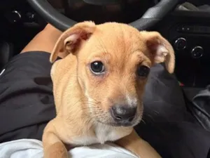 Cachorro raça SRD-ViraLata idade 2 a 6 meses nome Molly 