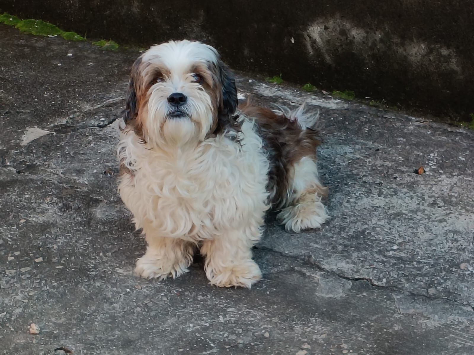 Cachorro raça SRD-ViraLata idade 1 ano nome Paçoca 