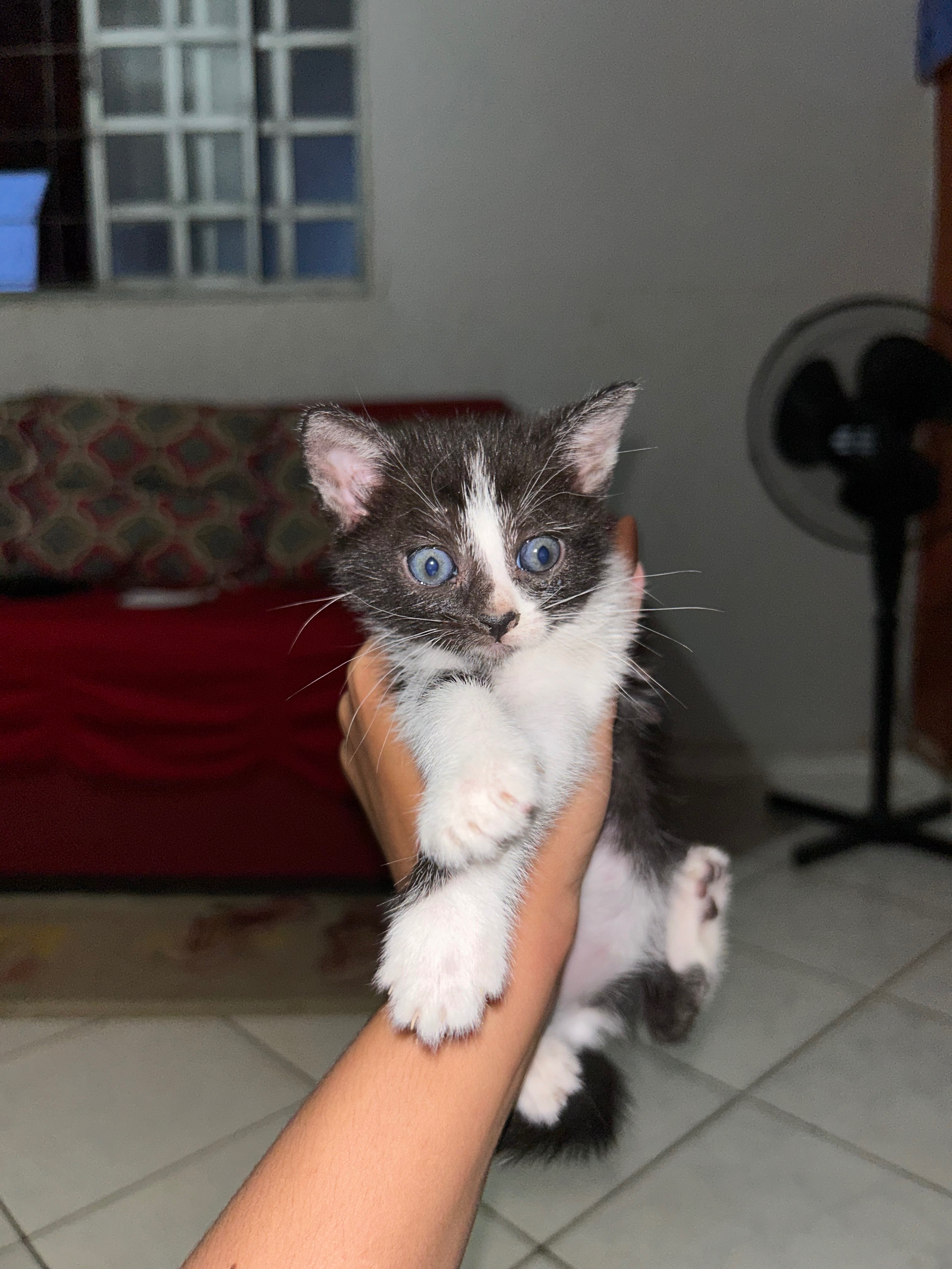 Gato raça SRD-ViraLata idade 2 a 6 meses nome duas frajolas 