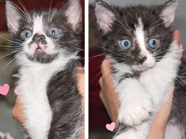 Gato raça SRD-ViraLata idade 2 a 6 meses nome duas frajolas 