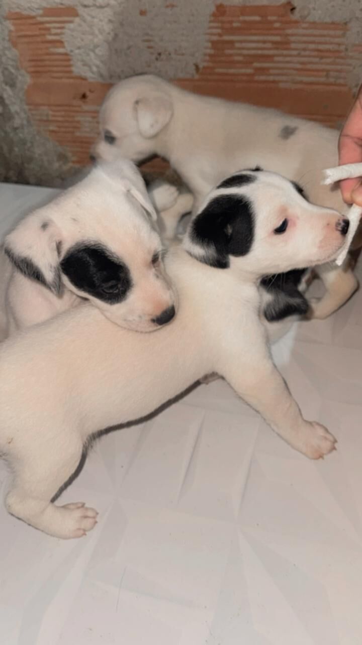Cachorro raça SRD-ViraLata idade Abaixo de 2 meses nome Brancos com manchinhas pretas