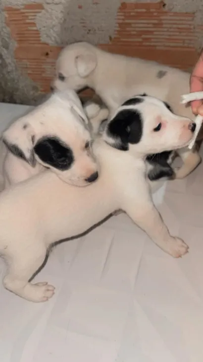 Cachorro raça SRD-ViraLata idade Abaixo de 2 meses nome Brancos com manchinhas pretas