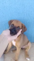 Cachorro raça SRD-ViraLata idade 2 a 6 meses nome Filhotes sem nomes