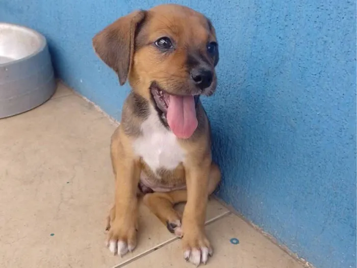 Cachorro raça SRD-ViraLata idade 2 a 6 meses nome Filhotes sem nomes