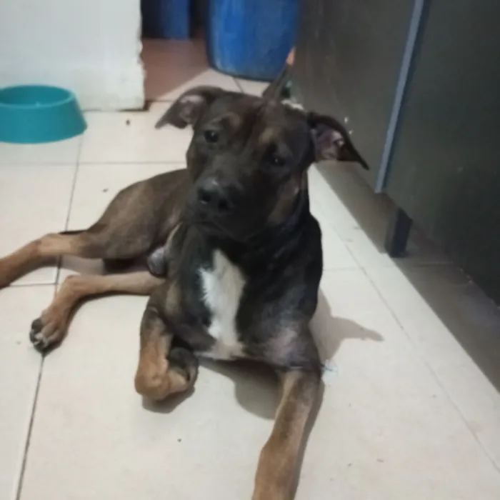Cachorro raça Pit-Bull idade 3 anos nome Zeus 