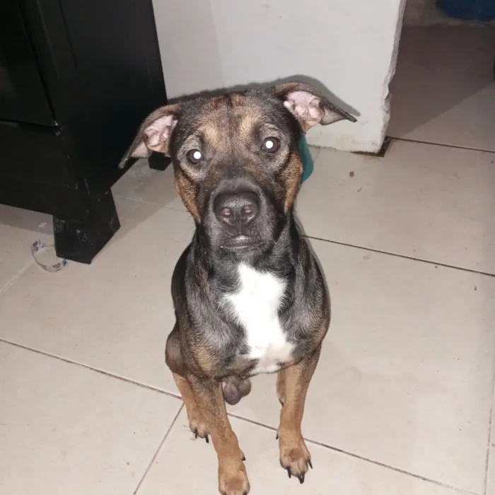 Cachorro raça Pit-Bull idade 3 anos nome Zeus 