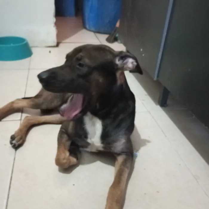 Cachorro raça Pit-Bull idade 3 anos nome Zeus 
