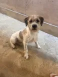 Cachorro raça SRD-ViraLata idade 1 ano nome Billy