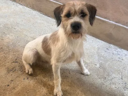 Cachorro raça SRD-ViraLata idade 1 ano nome Billy