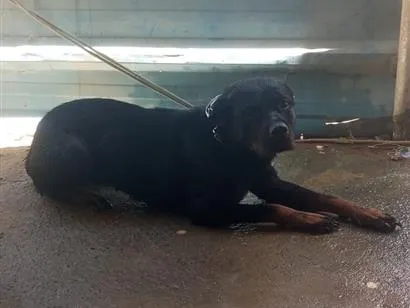 Cachorro raça Rottweiler idade 3 anos nome Bela