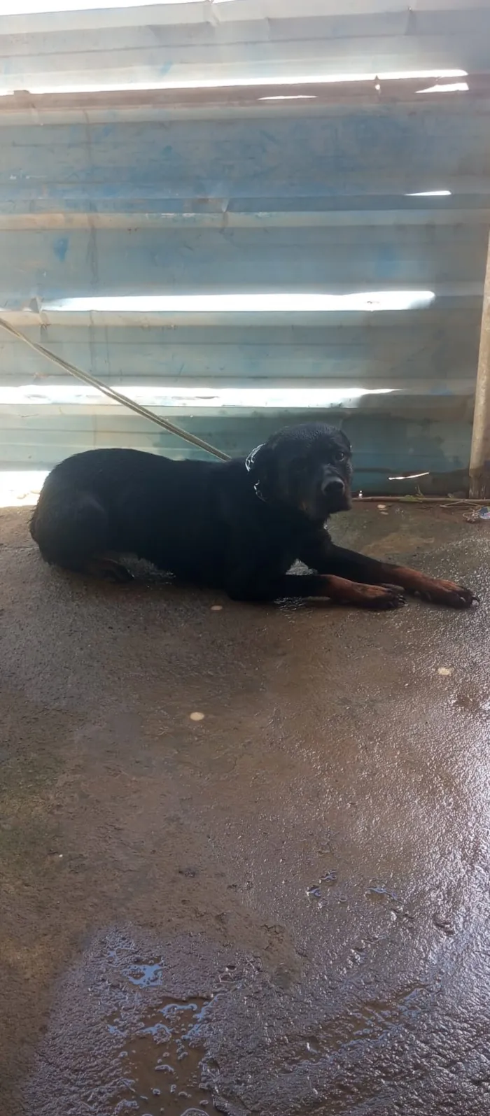 Cachorro raça Rottweiler idade 3 anos nome Bela