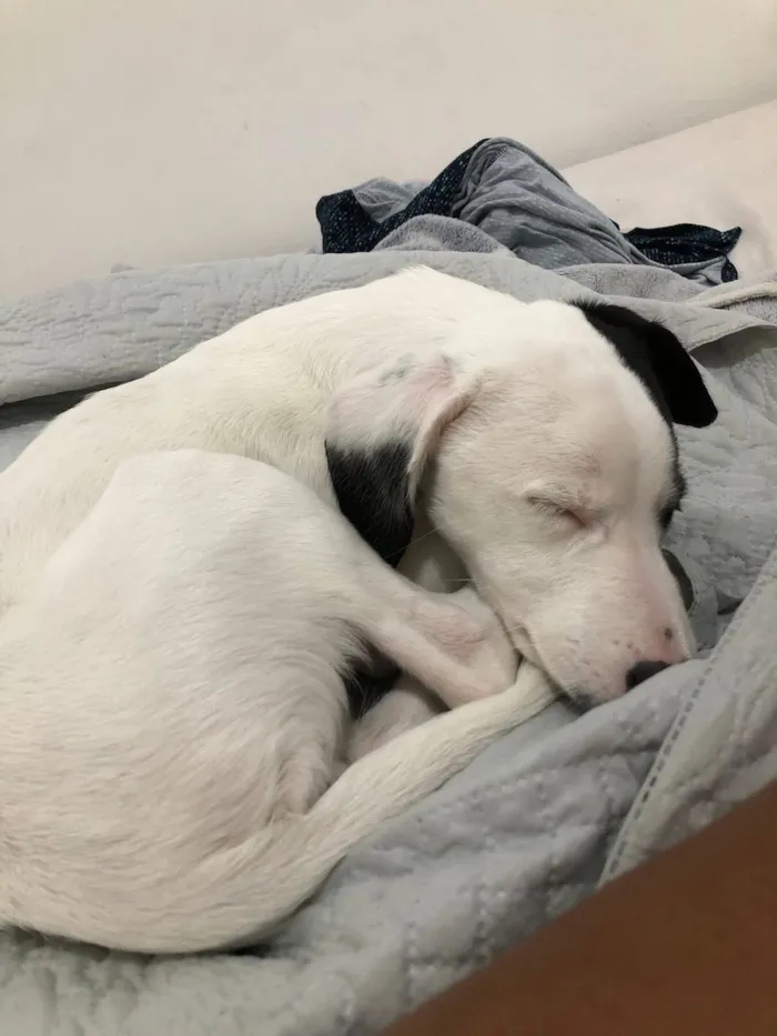 Cachorro raça SRD-ViraLata idade 7 a 11 meses nome Matilda