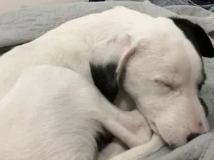Cachorro raça SRD-ViraLata idade 7 a 11 meses nome Matilda