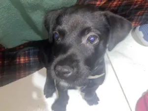 Cachorro raça SRD-ViraLata idade 2 a 6 meses nome folinha