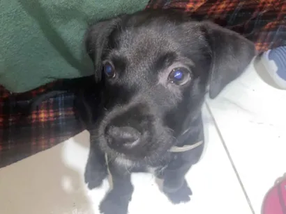 Cachorro raça SRD-ViraLata idade 2 a 6 meses nome folinha