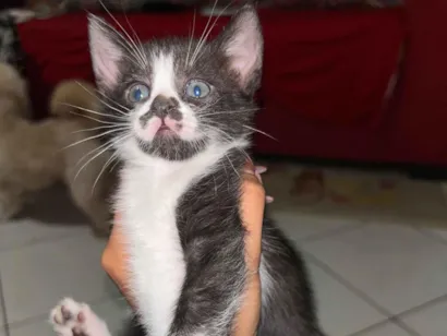 Gato raça SRD-ViraLata idade 2 a 6 meses nome duas frajolas 