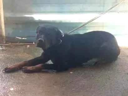 Cachorro raça Rottweiler idade 3 anos nome Bela
