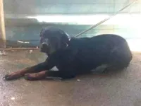 Cachorro raça Rottweiler idade 3 anos nome Bela