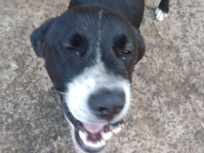 Cachorro raça SRD-ViraLata idade 1 ano nome Não sei