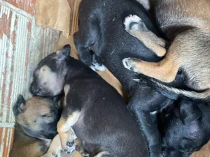 Cachorro raça SRD-ViraLata idade Abaixo de 2 meses nome Erika