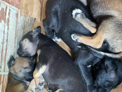 Cachorro raça SRD-ViraLata idade Abaixo de 2 meses nome Erika