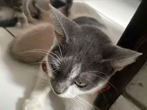 Gato raça SRD-ViraLata idade 1 ano nome Não tem 