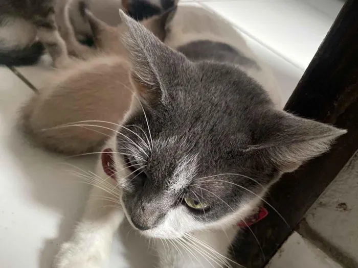 Gato raça SRD-ViraLata idade 1 ano nome Não tem 