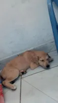 Cachorro raça SRD-ViraLata idade 2 a 6 meses nome Natalia Salomao