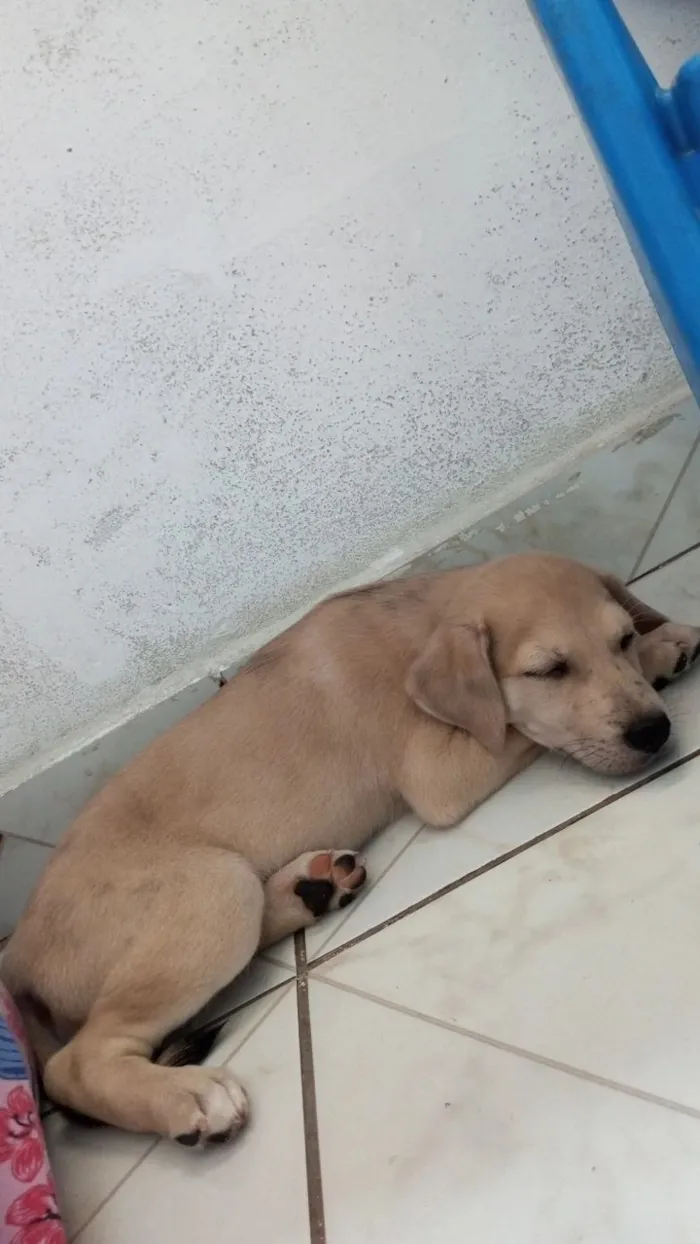 Cachorro raça SRD-ViraLata idade 2 a 6 meses nome Natalia Salomao