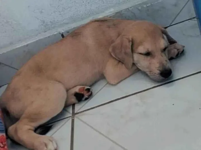 Cachorro raça SRD-ViraLata idade 2 a 6 meses nome Natalia Salomao