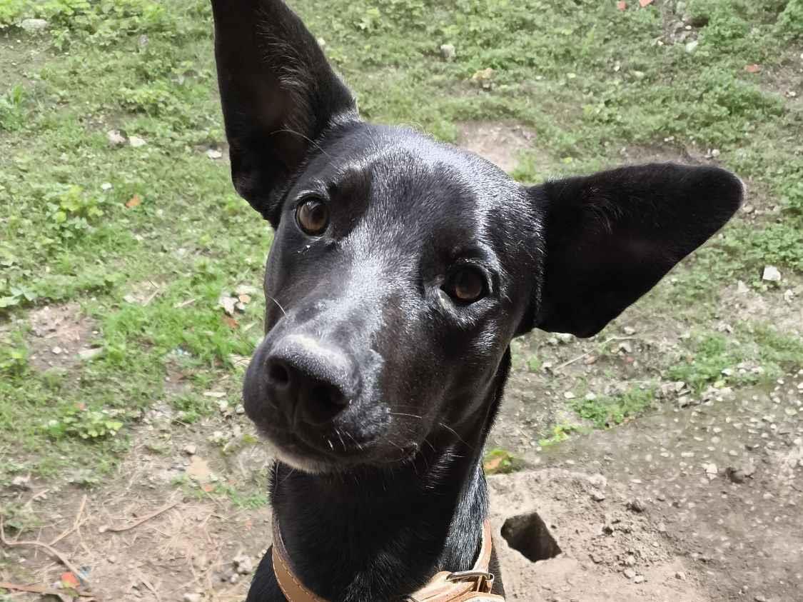 Cachorro raça SRD-ViraLata idade 7 a 11 meses nome Negão 