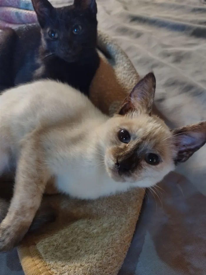 Gato raça SRD-ViraLata idade 2 a 6 meses nome Branca