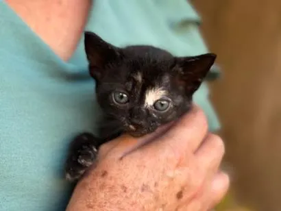 Gato raça SRD-ViraLata idade Abaixo de 2 meses nome Lua