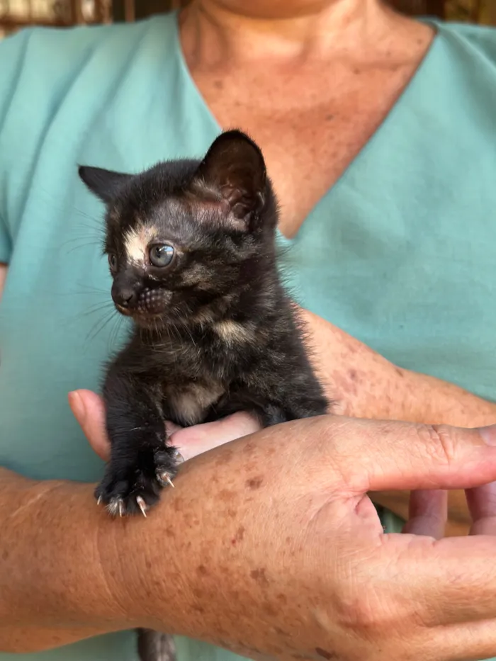 Gato raça SRD-ViraLata idade Abaixo de 2 meses nome Lua