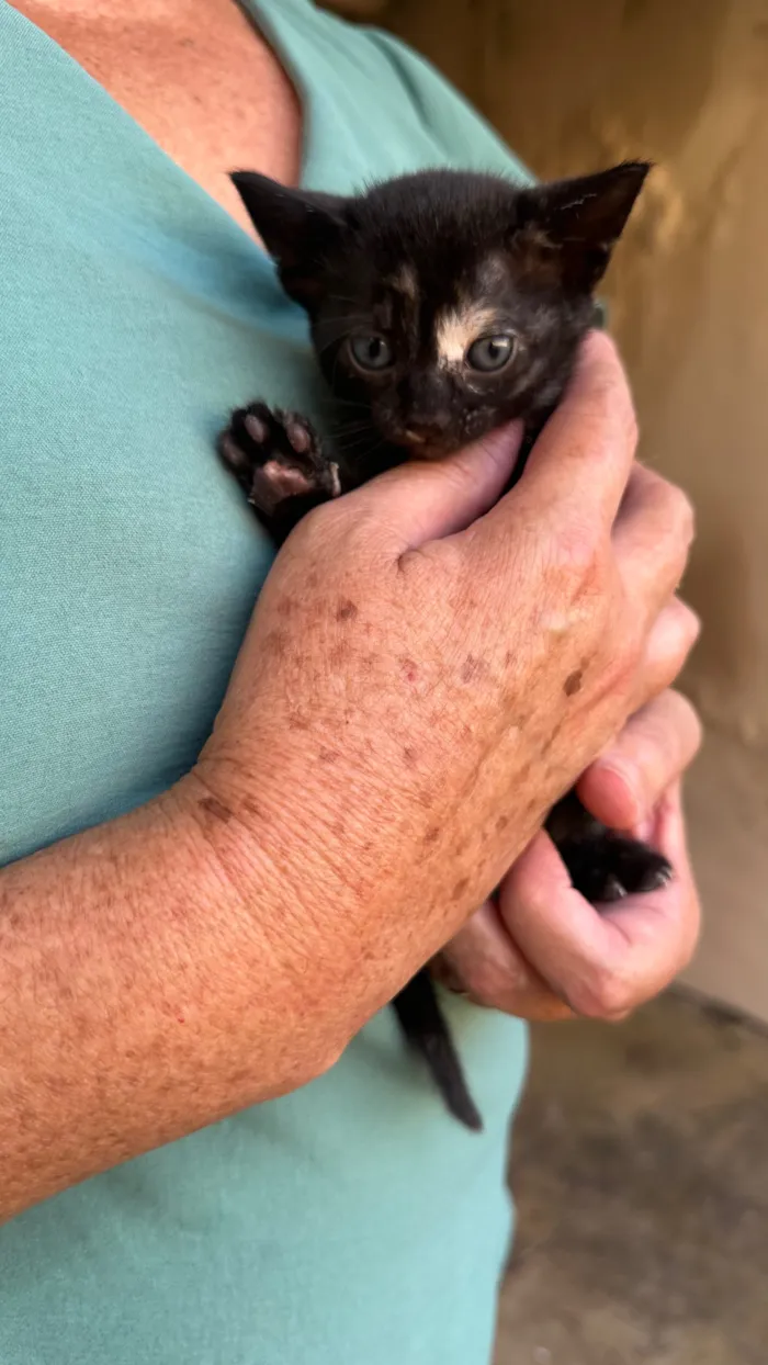 Gato raça SRD-ViraLata idade Abaixo de 2 meses nome Lua