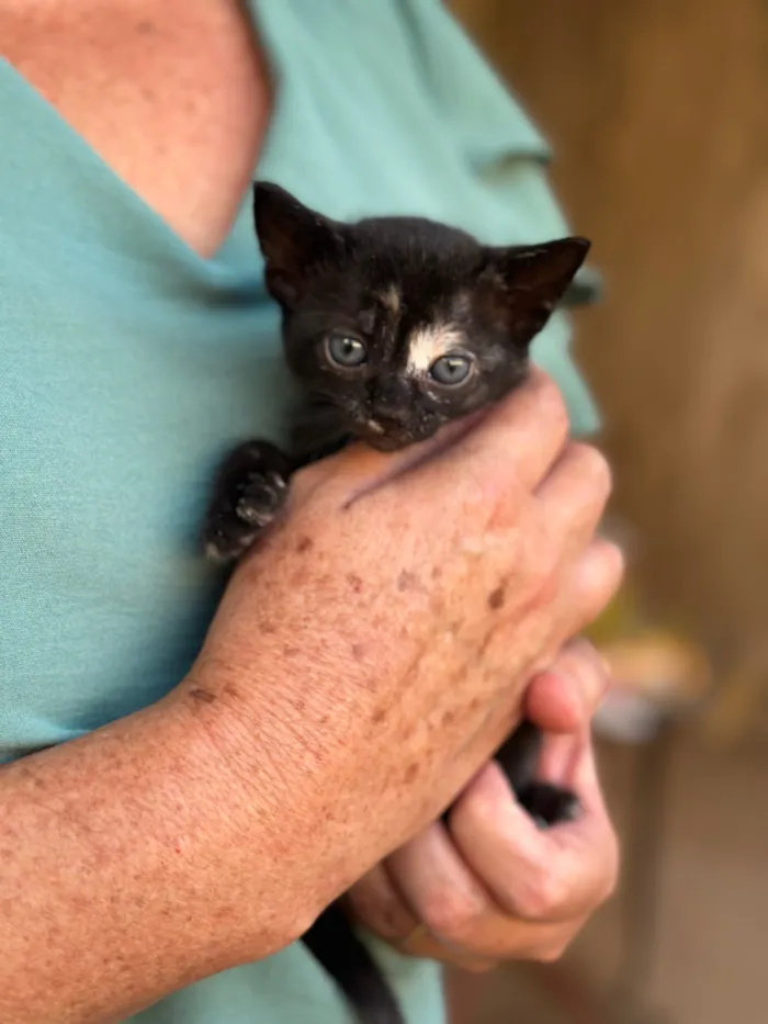 Gato raça SRD-ViraLata idade Abaixo de 2 meses nome Lua