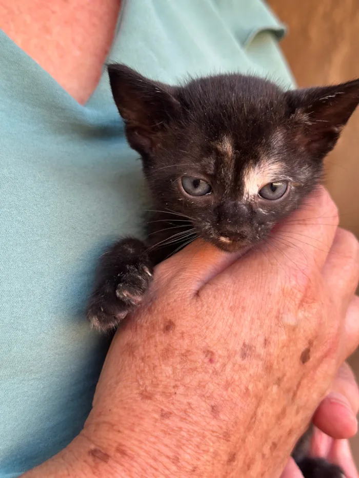 Gato raça SRD-ViraLata idade Abaixo de 2 meses nome Lua