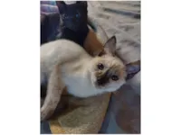 Gato raça SRD-ViraLata idade 2 a 6 meses nome Branca