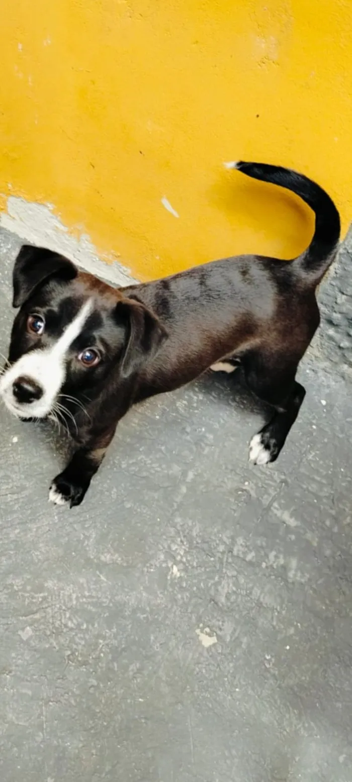 Cachorro raça SRD-ViraLata idade 2 a 6 meses nome Estrela 