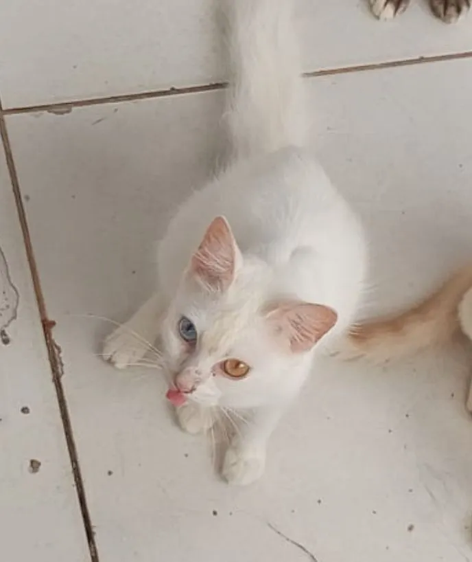 Gato raça Exótico idade 3 anos nome Artemis 
