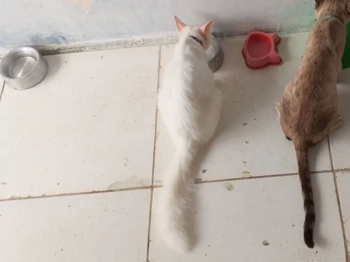 Gato raça Exótico idade 3 anos nome Artemis 