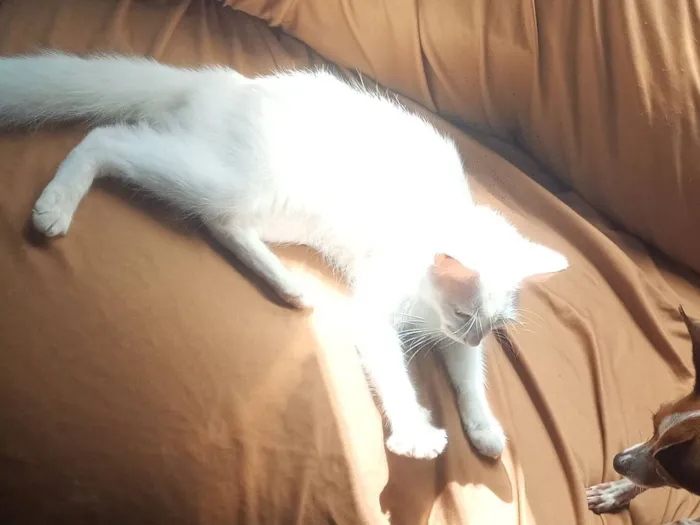 Gato raça Exótico idade 3 anos nome Artemis 