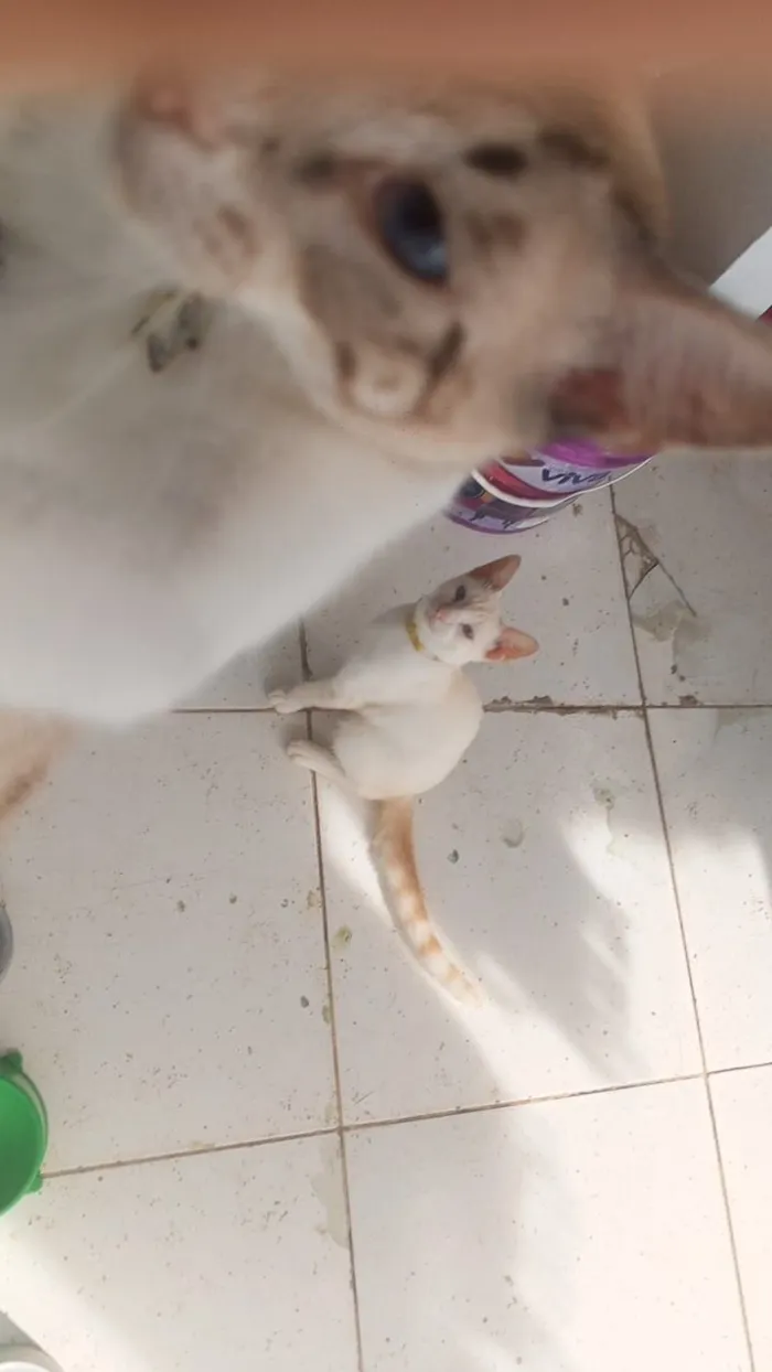 Gato raça Persa idade 2 anos nome Apollo