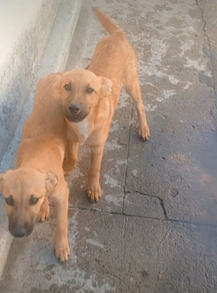 Cachorro raça SRD-ViraLata idade 7 a 11 meses nome Samantha & Jade 